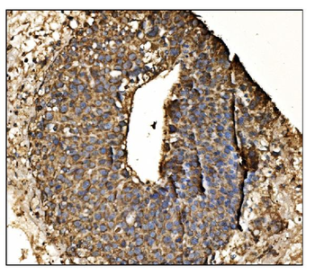 Anti-Arginine decarboxylase/AZIN2 Antibody
