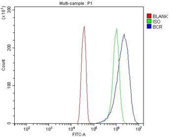 BCR Antibody