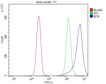 Anti-BCR Antibody