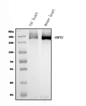 Anti-BMPR2 Antibody