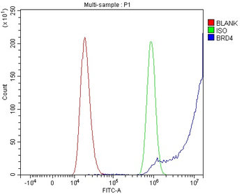 BRD4 Antibody