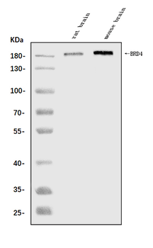 BRD4 Antibody