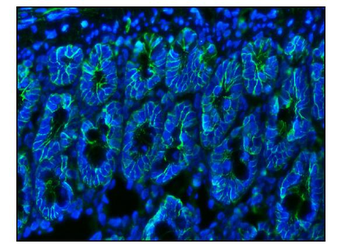 Anti-CD147/Bsg Antibody