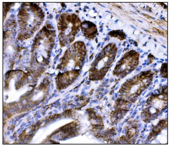 Anti-CD147/Bsg Antibody