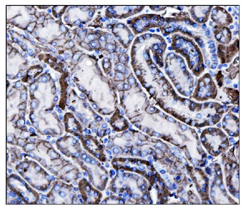 Anti-CD147/Bsg Antibody