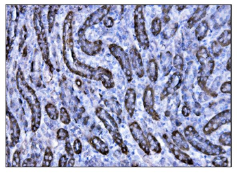 Anti-CD147/Bsg Antibody