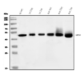 Anti-CD147/Bsg Antibody