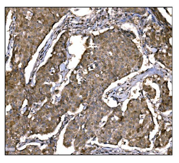 Anti-Caspase-9/CASP9 Antibody