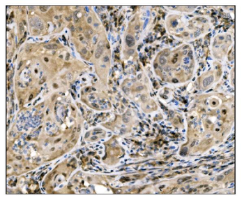 Anti-Caspase-9/CASP9 Antibody
