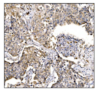 Anti-Caspase-9/CASP9 Antibody