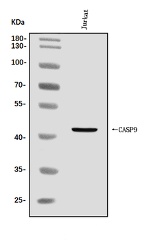 Anti-Caspase-9/CASP9 Antibody