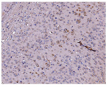 Anti-Caspase-9/Casp9 Antibody