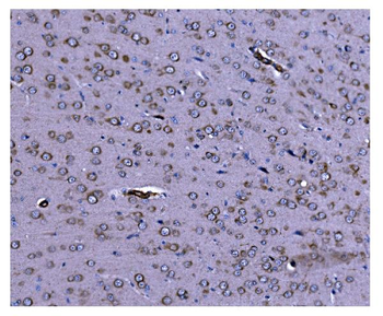 Anti-Caspase-9/Casp9 Antibody