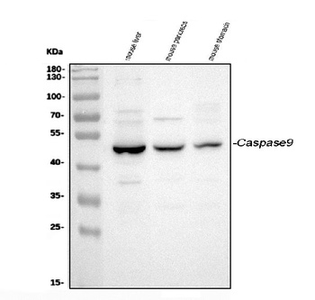 Caspase-9/Casp9 Antibody