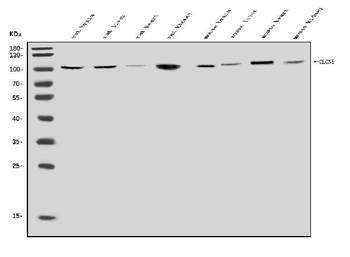 ClC-5/CLCN5 Antibody