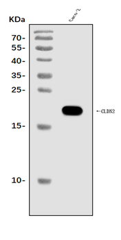 Anti-Claudin 2/CLDN2 Antibody
