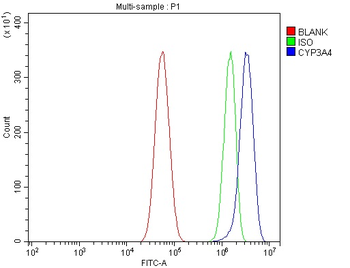 Anti-Cytochrome P450 3A4/CYP3A4 Antibody