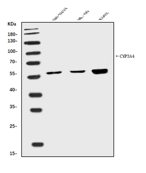 Anti-Cytochrome P450 3A4/CYP3A4 Antibody