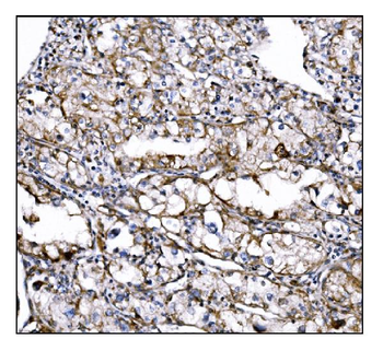 Anti-DLGAP1 Antibody