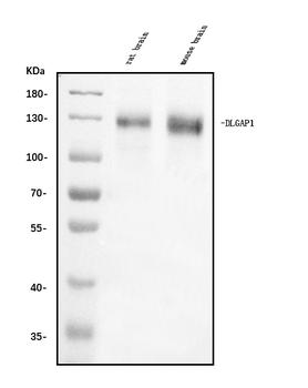 Anti-DLGAP1 Antibody