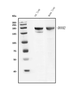 Duox2 Antibody