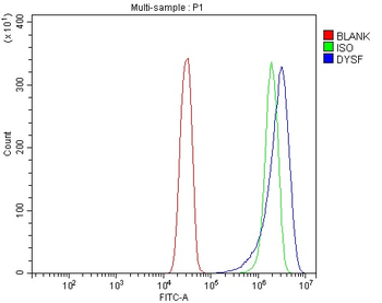 Anti-Dysferlin/DYSF Antibody