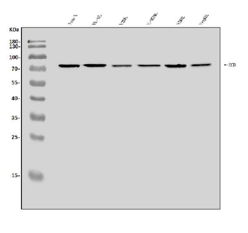 Anti-SGT1/ECD Antibody