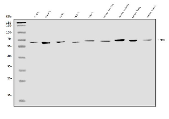 Anti-EHD1 Antibody