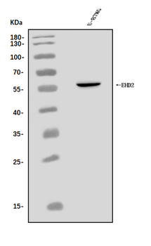 EHD2 Antibody