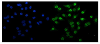 Anti-EHMT2/G9A Antibody