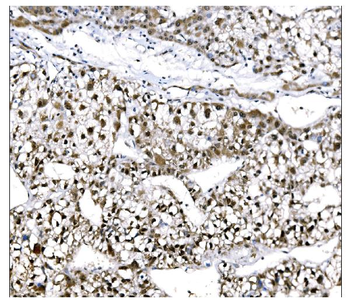 Anti-EHMT2/G9A Antibody