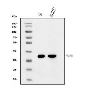 Anti-Elovl4 Antibody