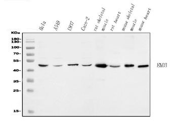 Anti-ENO3 Antibody
