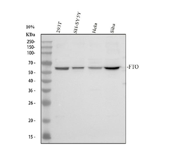 Anti-FTO Antibody