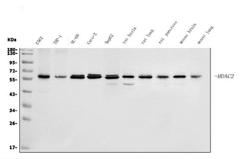 Anti-HDAC2 Antibody