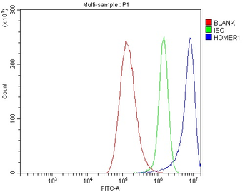 HOMER1 Antibody