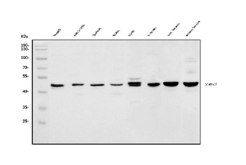 HOMER1 Antibody