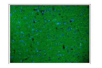 Anti-alpha Internexin/INA Antibody