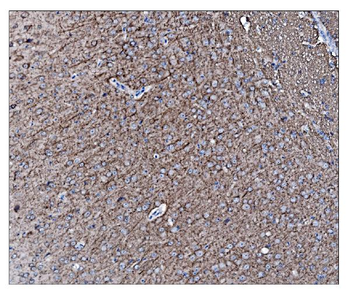 Anti-alpha Internexin/INA Antibody