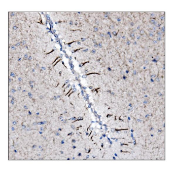 Anti-alpha Internexin/INA Antibody