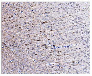 Anti-alpha Internexin/INA Antibody