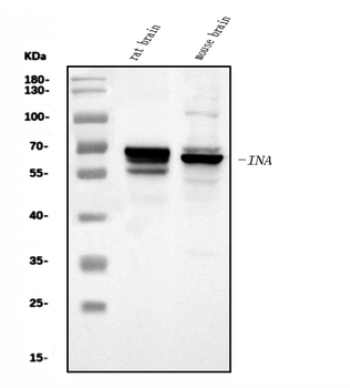 Anti-alpha Internexin/INA Antibody