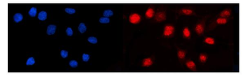 Anti-LEF1 Antibody