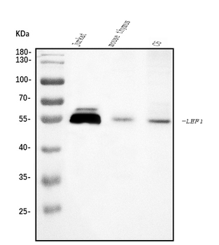 Anti-LEF1 Antibody