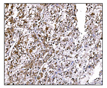 Anti-LILRB1 Antibody