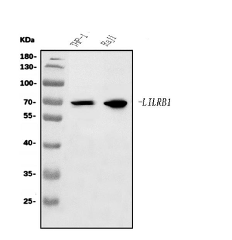 Anti-LILRB1 Antibody