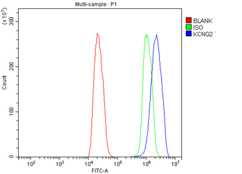 Anti-KCNQ2 Antibody