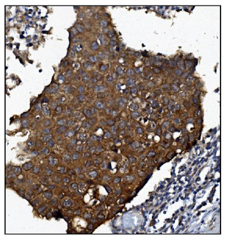 Anti-KCNQ2 Antibody