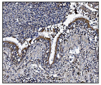 Anti-KCNQ2 Antibody