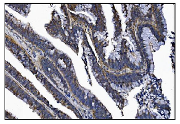 Anti-KCNQ2 Antibody